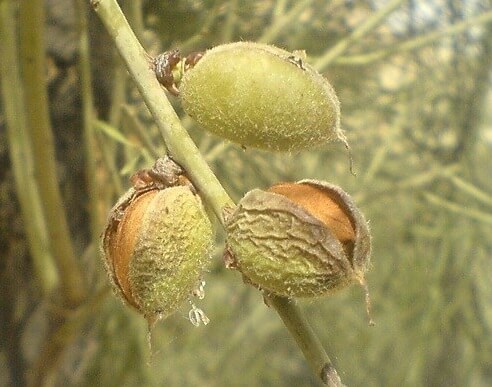 درخت بادام کوهی